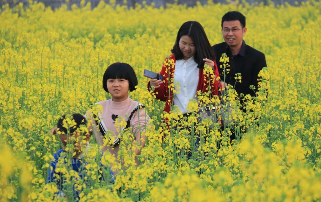 美炸了贵溪雷溪千亩花海怒放迎客